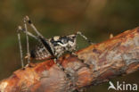 Pyrenean Bush-cricket (Antaxius pedestris)