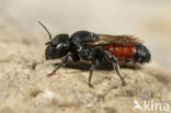 Osmia andrenoides