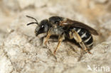 Halictus tetrazonius