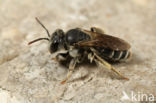 Andrena ventricosa