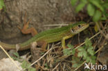 Western Green Lizard (Lacerta bilineata)