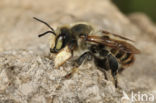 Kustbehangersbij (Megachile maritima)