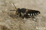 Coelioxys afer