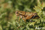 Podisma pedestris