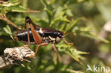 Anonconotus ghilianii