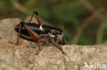 Anonconotus ghilianii