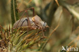 Alpine Saddle-backed Bush-cricket (Ephippiger terrestris)