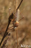 Alpine Saddle-backed Bush-cricket (Ephippiger terrestris)