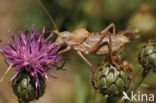 Alpine Saddle-backed Bush-cricket (Ephippiger terrestris)