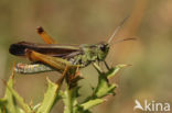 Laddersprinkhaan (Stauroderus scalaris)