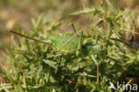 Alpine Saddle-backed Bush-cricket (Ephippiger terrestris)