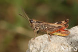 Chorthippus saulcyi