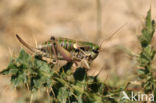 Anonconotus ghilianii