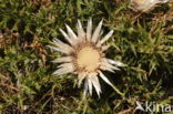 Zilverdistel (Carlina acaulis)