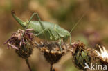 Dikbuiksprinkhaan (Polysarcus denticauda)