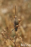 Alpine Saddle-backed Bush-cricket (Ephippiger terrestris)