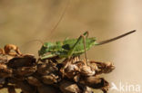 Alpine Saddle-backed Bush-cricket (Ephippiger terrestris)