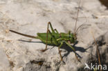 Alpine Saddle-backed Bush-cricket (Ephippiger terrestris)