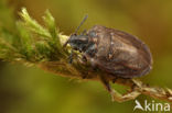 European Turtle Bug (Podops inuncta)