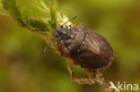 European Turtle Bug (Podops inuncta)