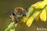 Tetralonia salicariae