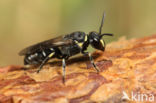 Weidemaskerbij (Hylaeus gibbus)