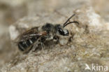 Lasioglossum albocinctum