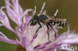 Megachile flabellipes
