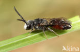 Dikkopbloedbij (Sphecodes monilicornis)