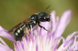 Ceratina chalybea