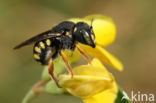 Anthidium lituratum