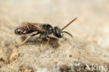 Lasioglossum glabriusculum