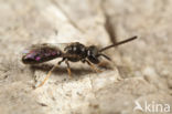 Halfglanzende Groefbij (Lasioglossum semilucens)