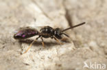 Lasioglossum semilucens