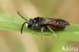 Sphecodes crassanus