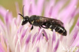 Weidemaskerbij (Hylaeus gibbus)