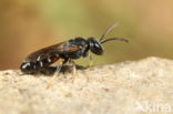 Lasioglossum interruptum