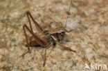 Saussure s Bush-cricket (Metrioptera saussuriana)