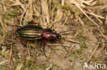 Carabus auronitens