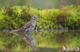 Vink (Fringilla coelebs)