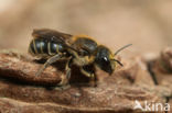 Blauwe metselbij (Osmia caerulescens)