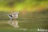 Chaffinch (Fringilla coelebs)