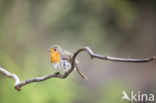 European Robin (Erithacus rubecula)