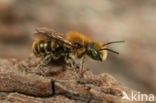 Blauwe metselbij (Osmia caerulescens)