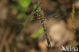 Bronslibel (Oxygastra curtisii)