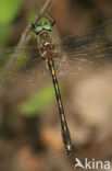 Bronslibel (Oxygastra curtisii)