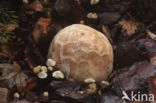 Latticed Stinkhorn (Clathrus ruber)