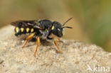 Anthidium lituratum