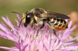 Megachile pilicrus