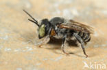 Megachile flabellipes